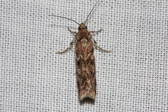 Ephestiopsis oenobarella