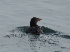 Cerorhinca monocerata