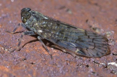 Melanoliarus placitus