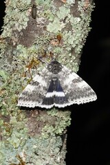 Catocala relicta