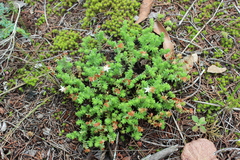 Sedum moranense