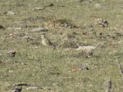 Oreopholus ruficollis