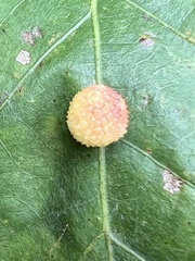 Acraspis pezomachoides