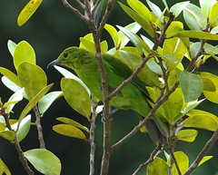 Chloropsis cyanopogon