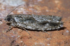 Gretchena bolliana