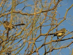 Stigmatura budytoides