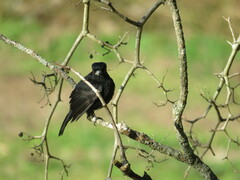 Knipolegus cyanirostris