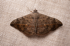 Anticarsia gemmatalis