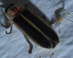 Photinus
