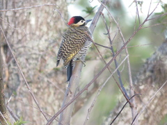 Colaptes melanochloros