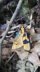 Chrysaeglia magnifica