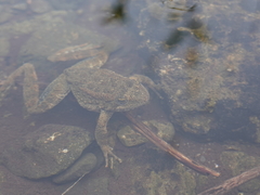 Rana boylii