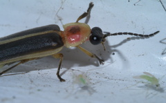 Photinus