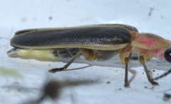 Photinus