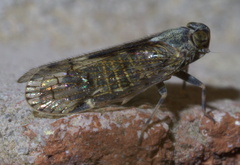 Melanoliarus placitus