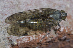 Melanoliarus placitus