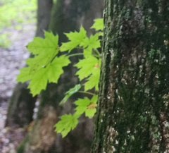 Acer