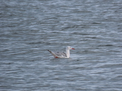 Chroicocephalus genei