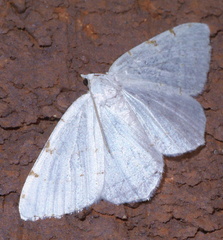 Macaria pustularia