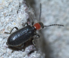 Cymatoderella collaris