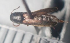 Isorhipis obliqua