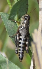 Melanoplus dawsoni