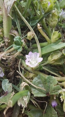 Malva nicaeensis