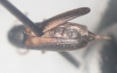 Isorhipis obliqua