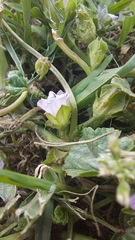 Malva nicaeensis