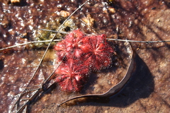 Drosera spatulata