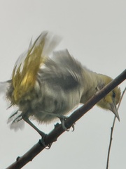 Icterus bullockii