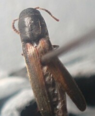 Isorhipis obliqua