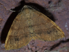Mellilla xanthometata
