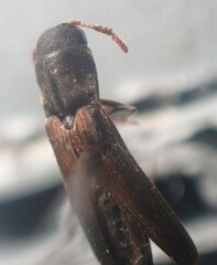 Isorhipis obliqua
