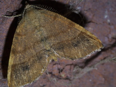 Mellilla xanthometata