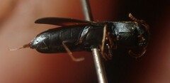 Isorhipis obliqua