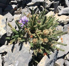 Polemonium viscosum