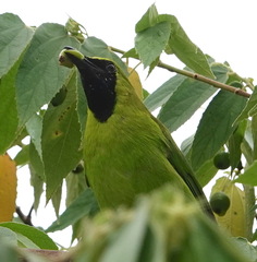 Chloropsis cyanopogon