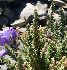 Polemonium viscosum