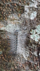 Chrysaeglia magnifica