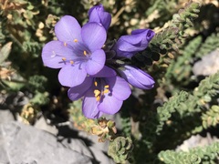 Polemonium viscosum