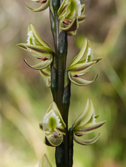 Prasophyllum elatum