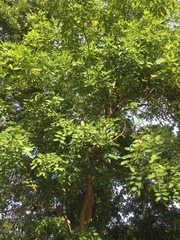 Cassia fistula