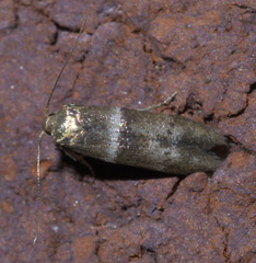 Pigritia