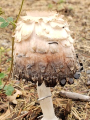 Coprinus comatus