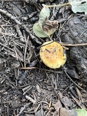 Hygrophorus chrysodon