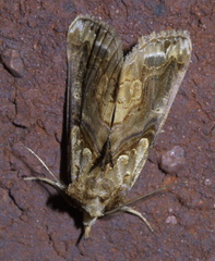 Plusiodonta compressipalpis