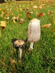 Coprinus comatus