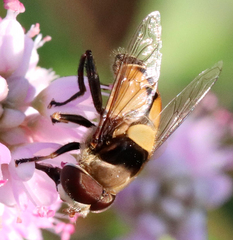 Palpada pusilla