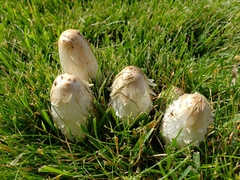 Coprinus comatus